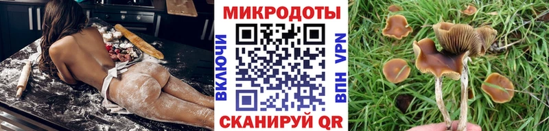 Псилоцибиновые грибы Psilocybe  Пересвет 